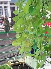 Khỉ đột nhập vào nhà dân