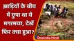 Maharashtra: झाड़ियों के बीच में छुपा था 12 फुट लंबा मगरमच्छ, ऐसे किया गया Rescue । वनइंडिया हिंदी