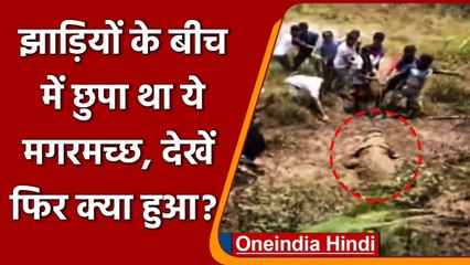 Maharashtra: झाड़ियों के बीच में छुपा था 12 फुट लंबा मगरमच्छ, ऐसे किया गया Rescue । वनइंडिया हिंदी