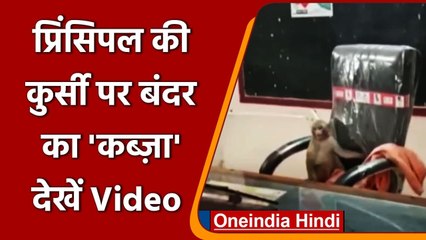 Viral Video:Principal की कुर्सी पर Monkey का कब्जा, देखें School में बंदरों का उत्पात।वनइंडिया हिंदी