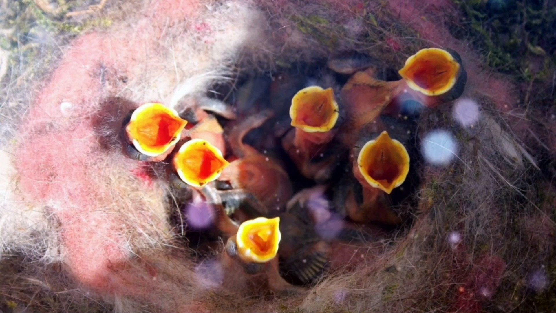 ⁣Relaxing Music, Love Music, Stress Relief Music