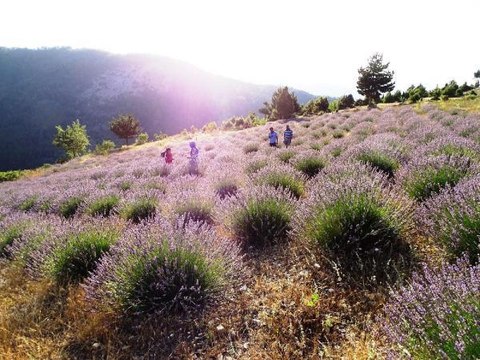 KÖYDEKİ LAVANTA TARLASI FOTOĞRAF STÜDYOSUNA DÖNDÜ