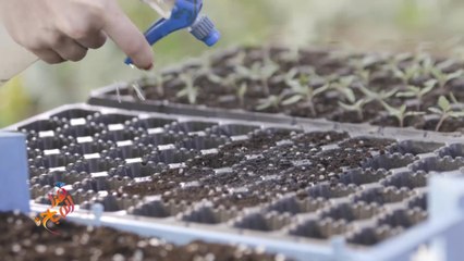 كيفية اختيار البذور المناسبة للحصول على أفضل الثمار