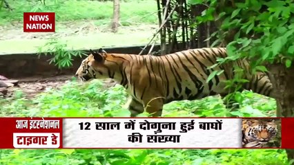 International Tiger Day: भारत में मौजूद हैं दुनिया के करीब 70 फीसदी बाघ, देखें खास रिपोर्ट