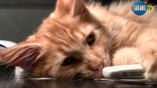 Beautiful and Funny Cats Video Series compilation #7 | Cute Cats Collection | Pets & Animals #Shorts