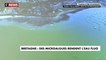 Des algues fluos prolifèrent en Bretagne