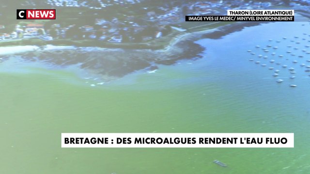 Des algues fluos prolifèrent en Bretagne