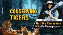 International Tiger Day: Why are tigers endangered? Explained by Rathika Ramasamy | Oneindia News