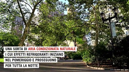 Alberi 'single', anche una sola pianta aiuta a combattere l'afa
