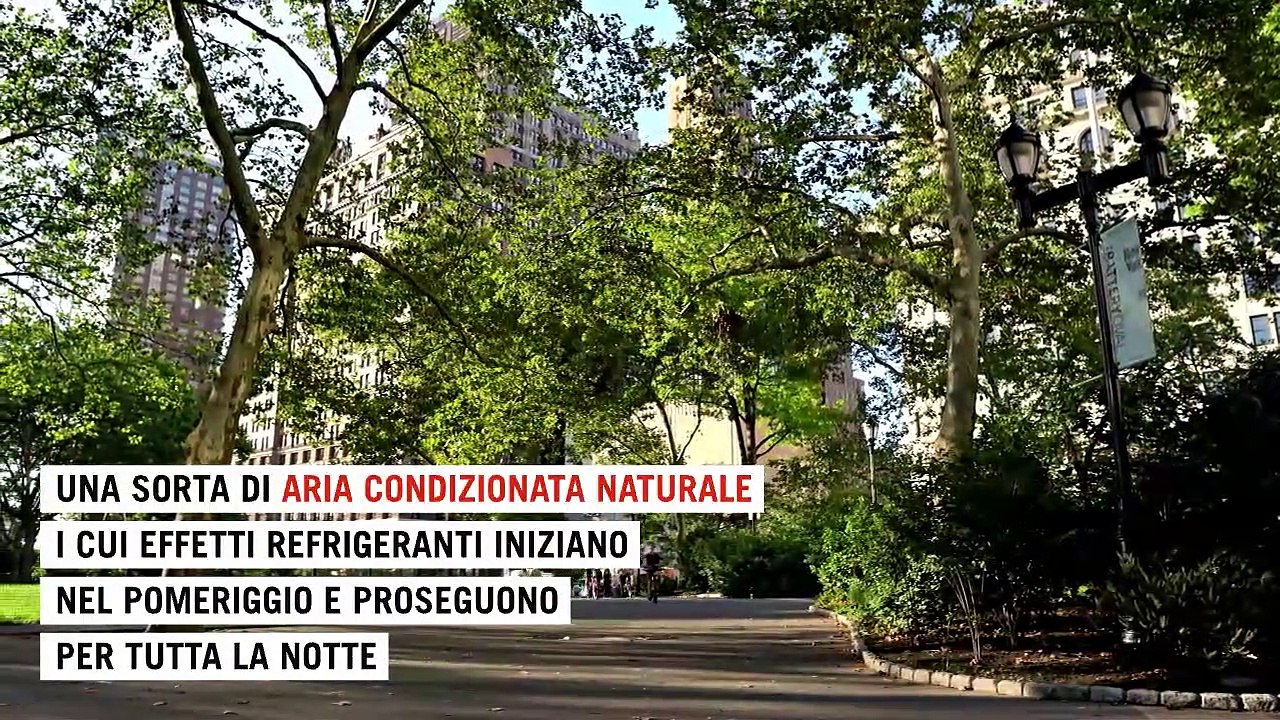 Alberi 'single', anche una sola pianta aiuta a combattere l'afa