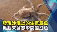 發現沙灘上的生氣章魚 抓起來發怒瞬間變紅色
