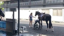 JO 2020 : les chevaux olympiques Belges prennent une douche