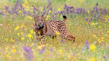 Iberischer Luchs vermehrt sich wieder
