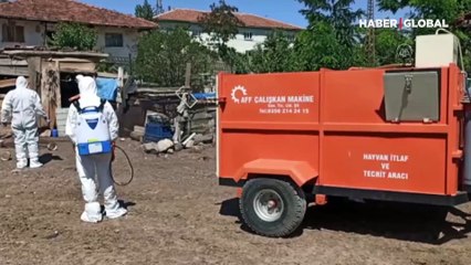Tokat'ta kuş gribi şüphesi! Birinde belirti tespit edildi, onlarca hayvan itlaf edildi