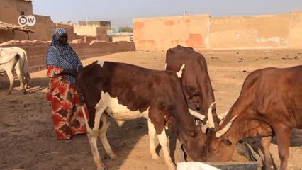 Empowerment through livestock breeding
