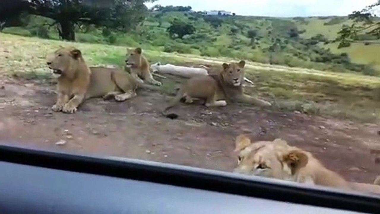 Smart Lion / shot on iphone #5