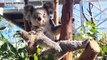 Sydney zoo celebrates newest addition to koala pack