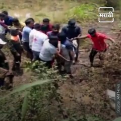 12-Foot Crocodile Rescued By Locals In Sangli