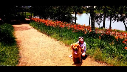 MINHA CACHORRINHA GOLDEN RETRIEVER 