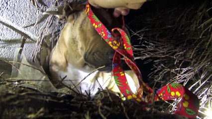 Homeless Dog Kisses Her Puppies One By One As Rescuers Pull Them To Safety