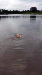 Doggy Dives Deep to Hunt Rocks