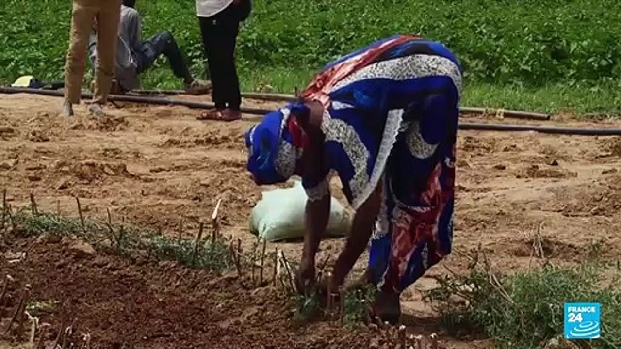 Senegalese plant circular gardens in Green Wall defence against desert
