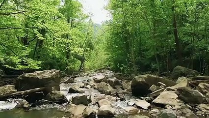 Best Music Relaxing  Jungle Sound For Sleeping  Relax And Meditation