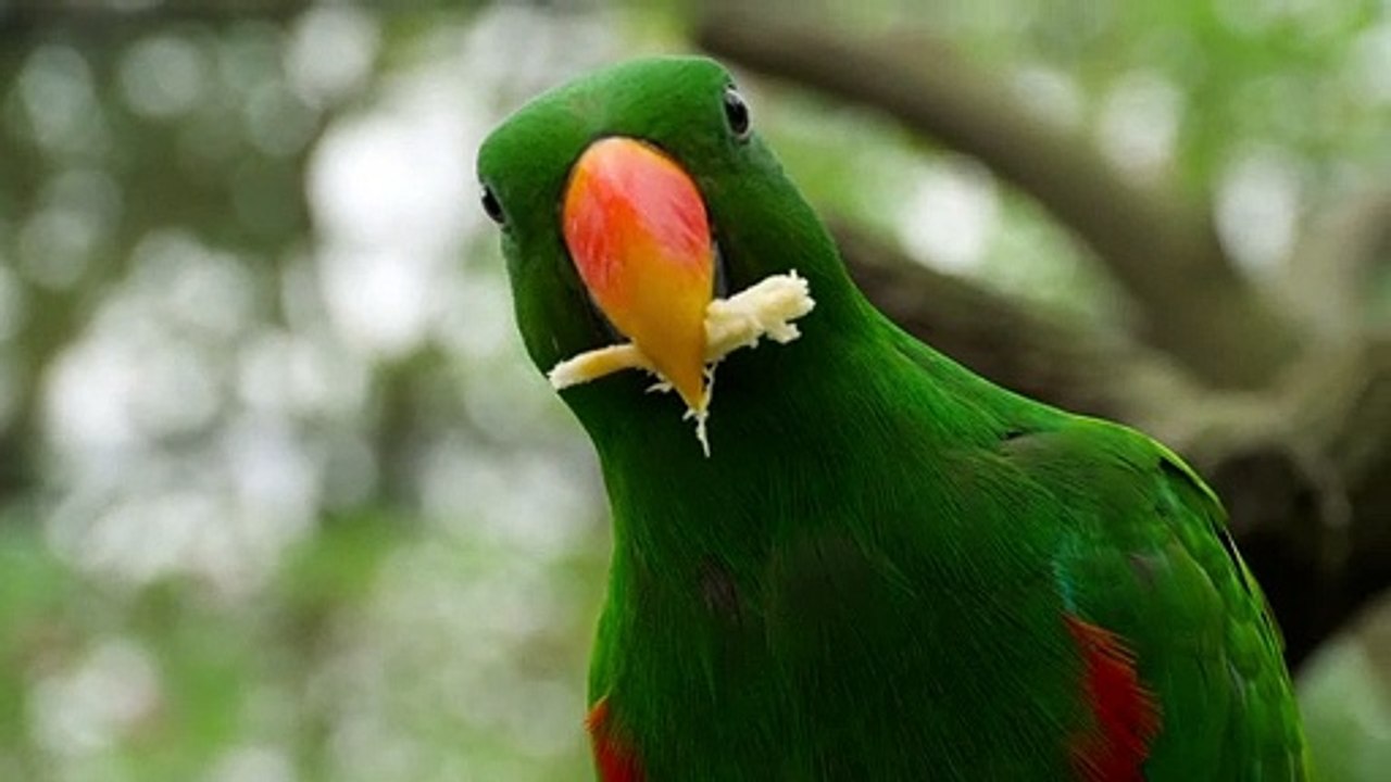 Parrot eating close up