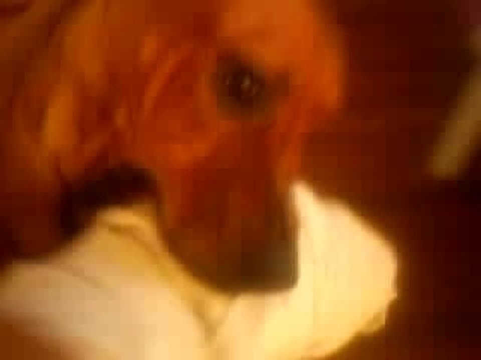 ma chienne qui s'amuse