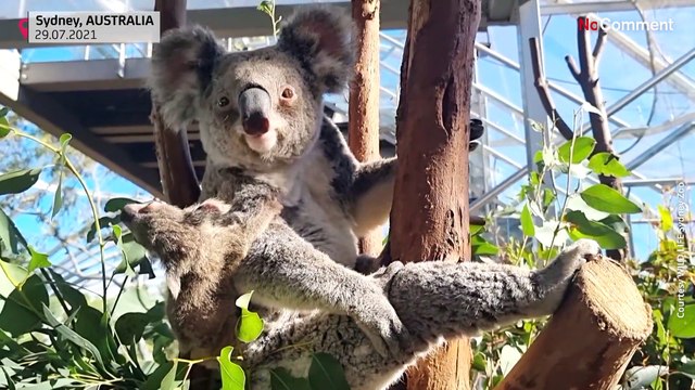 В Сиднейском зоопарке родился коалёнок