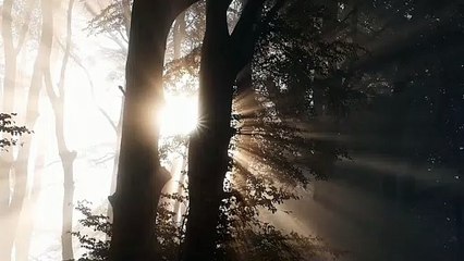 Morning beautiful nature sun rise in forest