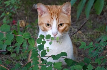 Letting cats take charge can earn their affections