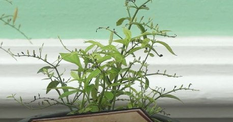 ข่าวค่ำ ช่วงที่ 2 วันพฤหัสบดีที่ 29 กรกฎาคม 2564