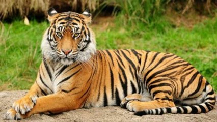International Tiger Day : Do You Know Why The Tiger Is Our National Animal ? | Oneindia Telugu