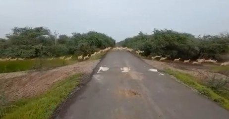হাজার হাজার হরিণের রাস্তা পারাপার গুজরাতের অভয়ারণ্যে, দেখুন অভিনব ভিডিও | Oneindia Bengali