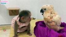 BiBi monkey helps dad take care of baby parrot