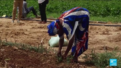 Journée de la Terre : une grande muraille verte pour lutter contre la désertification en Afrique