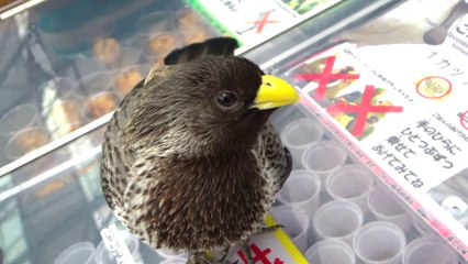 Mangeur gris de plantain