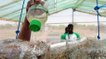 Growing crops without soil in Burkina Faso