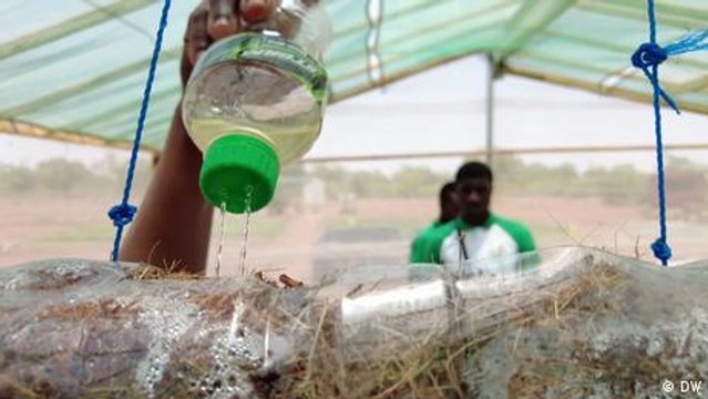 Growing crops without soil in Burkina Faso