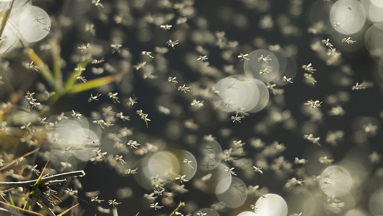 How to Get Rid of Mosquitoes