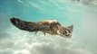 Florida Beachgoers Help Lifeguard Save Giant Turtle Tangled in Fishing Gear