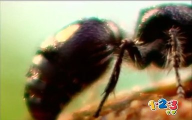 Bugo La Hormiga | Los antrópodos, su origen y evolución en el planeta