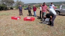 Manyas'ta Kınalı keklikler doğaya salındı