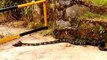 Combat incroyable entre un cobra et un jeune python