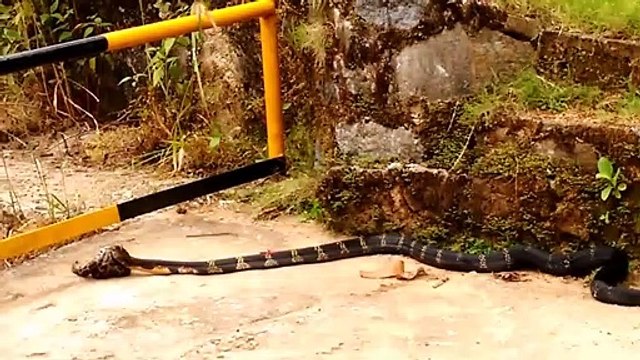Combat incroyable entre un cobra et un jeune python