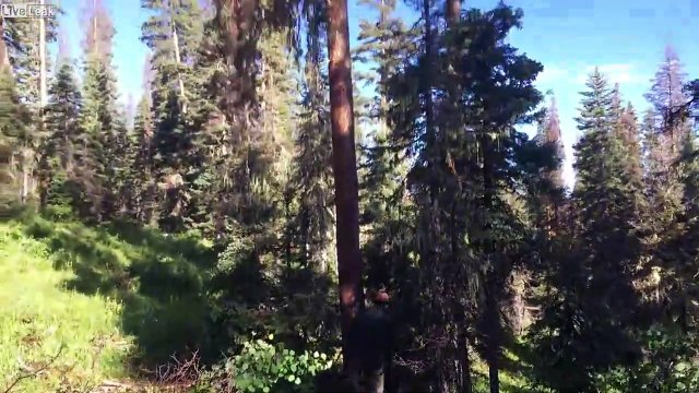 Ce bucheron coupe l'arbre et la lame de sa tronçonneuse