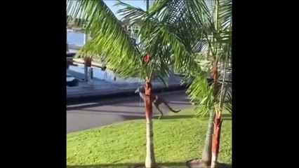 Un kangourou se balade dans une marina et ne voit pas le trou... plouf