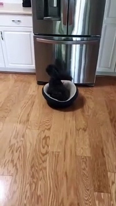Dog Does Chores from Bed