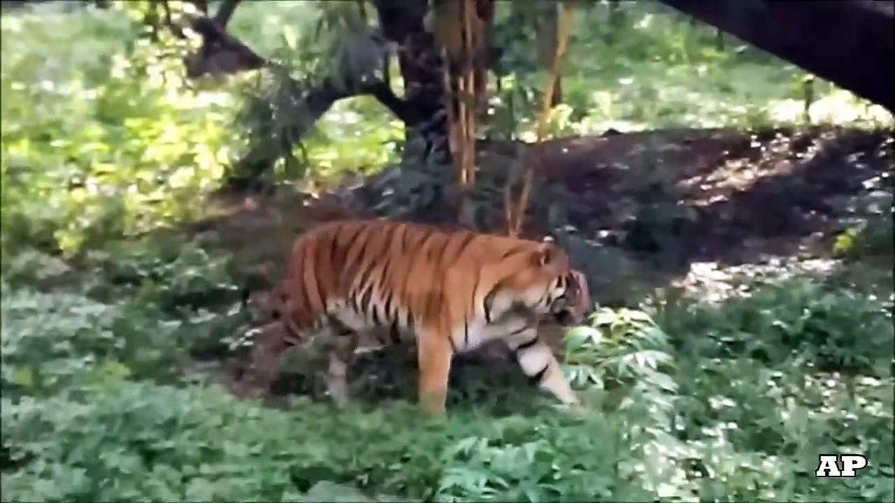 Bengal Tiger cross the road